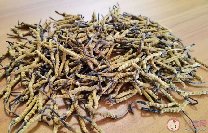 冬虫夏草个头越大越好吗 冬虫夏草质量好坏的区别 冬虫夏草个头越大越好吗 冬虫夏草质量好坏的区别