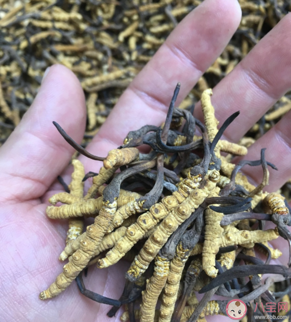 冬虫夏草是一种虫子还是一种草 吃冬虫夏草可以抗癌吗