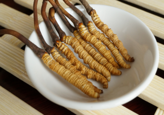 冬虫夏草个头越大越好吗 冬虫夏草质量好坏的区别