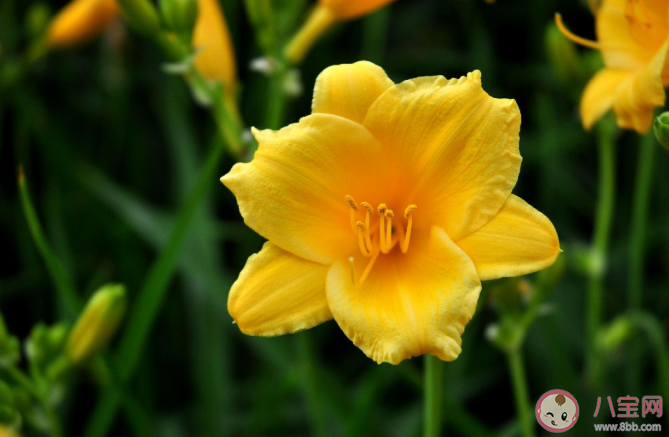 古人常用哪种植物象征母爱 蚂蚁庄园5月9正确答案