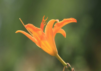 古人常用哪种植物象征母爱 蚂蚁庄园5月9正确答案