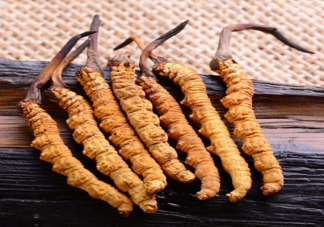 冬虫夏草是一种虫子还是一种草 吃冬虫夏草可以抗癌吗