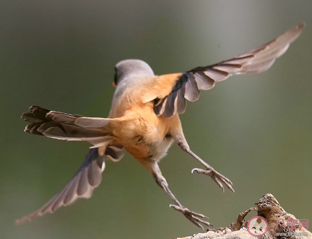 成语劳燕分飞中劳燕指的是什么 蚂蚁庄园5月10日答案