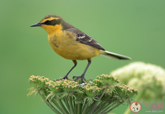 蚂蚁庄园5月11日答案：黄口小儿中的黄口原指什么 
