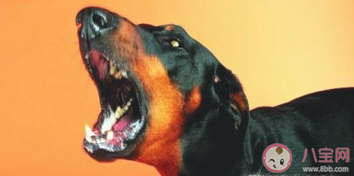 在避震自救瞬间人们的首先选择是 蚂蚁庄园5月12日答案 在避震自救瞬间人们的首先选择是 蚂蚁庄园5月12日答案