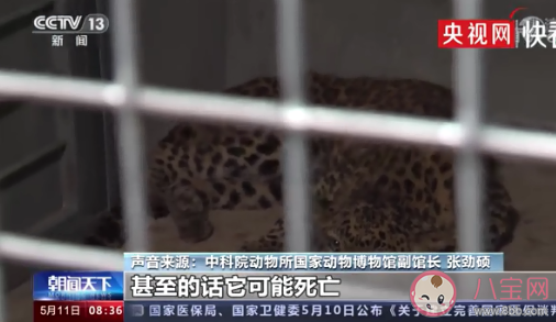 专家判断第3只豹子或已死亡 金钱豹是如何逃出动物园的