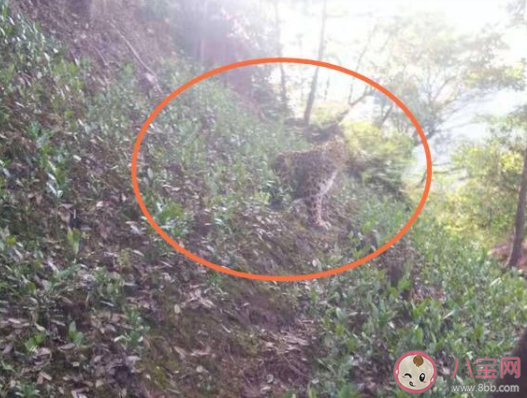 专家判断第3只豹子或已死亡 金钱豹是如何逃出动物园的