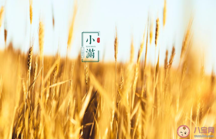 2021小满早安心语图片文案说说 2021小满节气带字图片早安语录