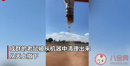 澳大利亚遭严重鼠患是什么原因 鼠患该如何解决