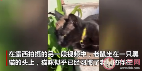 澳大利亚遭严重鼠患是什么原因 鼠患该如何解决