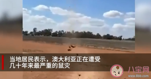 澳大利亚遭严重鼠患是什么原因 鼠患该如何解决