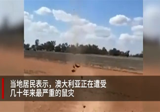 澳大利亚遭严重鼠患是什么原因 鼠患该如何解决