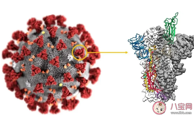 卫健委提示不排除出现新的变异株 新冠病毒为什么一直有变异株 卫健委提示不排除出现新的变异株 新冠病毒为什么一直有变异株