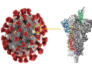 卫健委提示不排除出现新的变异株 新冠病毒为什么一直有变异株