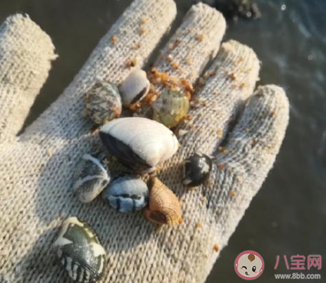 唐山提醒近期不要食用野生毛蚶海虹 赤潮对野生毛蚶海虹有什么影响