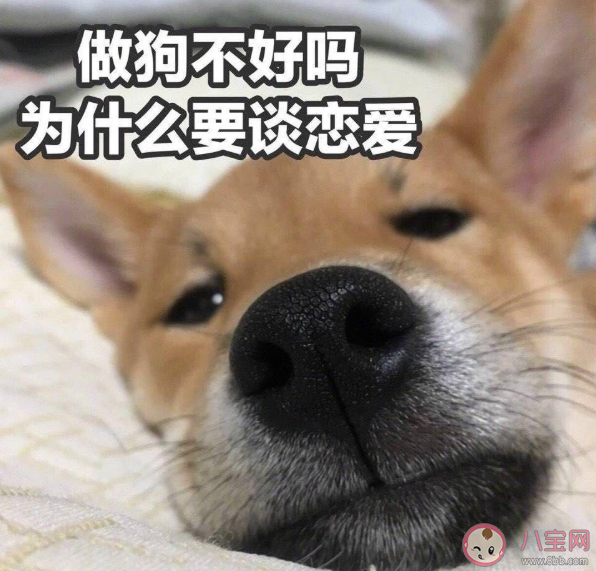 520单身搞笑朋友圈文案句子 520搞笑幽默的说说配图