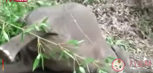 印度18头野象被闪电击中死亡是怎么回事 野象会不会攻击人类