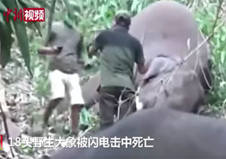 印度18头野象被闪电击中死亡是怎么回事 野象会不会攻击人类