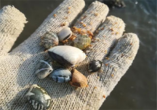 唐山提醒近期不要食用野生毛蚶海虹 赤潮对野生毛蚶海虹有什么影响