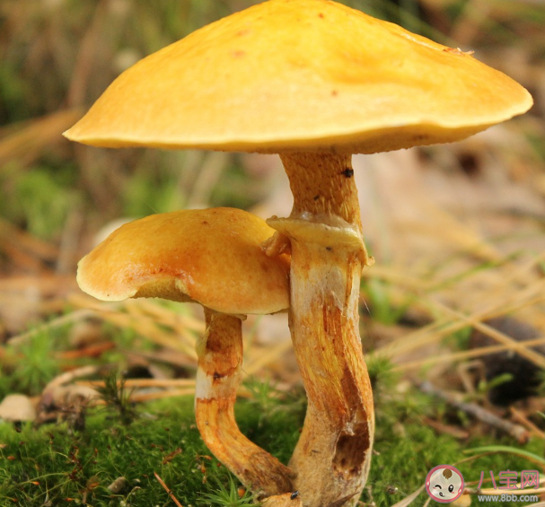 怎样鉴别野生的蘑菇是否有毒 食用毒蘑菇后怎么自我急救