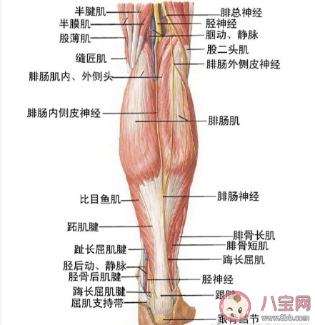 小腿肌肉阻断术瘦腿原理是什么 小腿肌肉阻断术有什么危害 小腿肌肉阻断术瘦腿原理是什么 小腿肌肉阻断术有什么危害