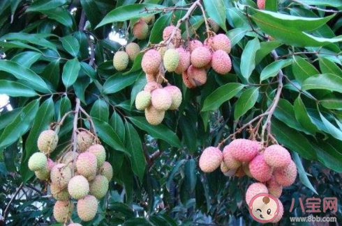 空腹吃荔枝多了可能导致低血糖这种说法 蚂蚁庄园5月23日答案