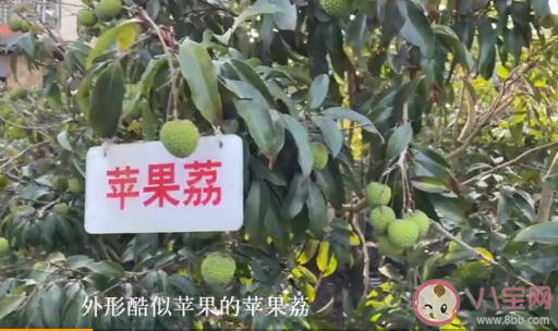 海口农户36年种出辣椒味荔枝 玫瑰荔和奇味荔你吃过吗