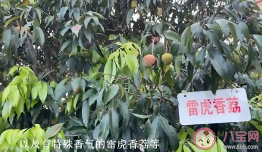 海口农户36年种出辣椒味荔枝 玫瑰荔和奇味荔你吃过吗