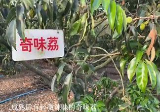 海口农户36年种出辣椒味荔枝 玫瑰荔和奇味荔你吃过吗