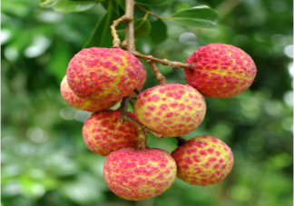 荔枝排名是怎样的 吃荔枝有哪些健康好处