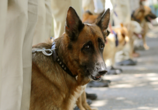 警犬知道自己是警犬吗 当警犬要满足哪些条件