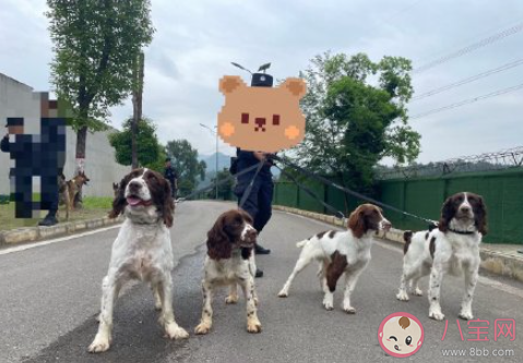犬绳销量暴增是什么原因 遛狗栓绳有多重要