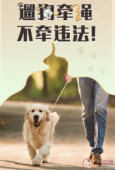 犬绳销量暴增是什么原因 遛狗栓绳有多重要