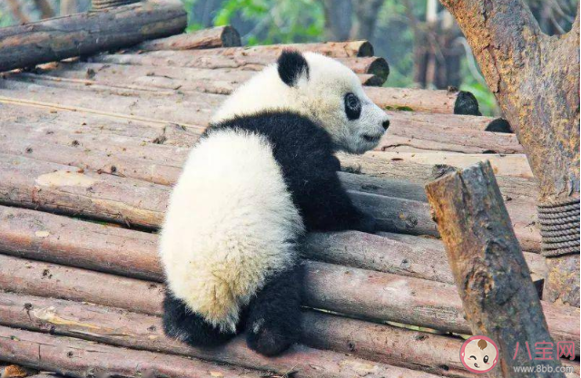大熊猫的尾巴是什么颜色 熊猫的尾巴有什么作用