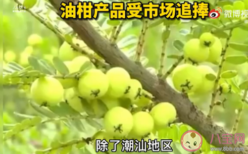 油柑价格飙涨数十倍是怎么回事 小众水果油柑为什么火了