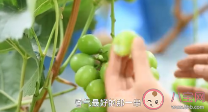 大学生种葡萄一亩故意减产6000斤 为什么要对葡萄减产