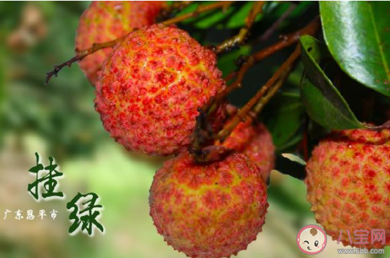 广西古树荔枝888元一斤 哪些品种的荔枝比较贵