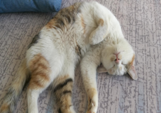 猫咪是如何发出呼噜声的 猫咪打呼噜代表了什么含义