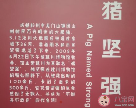 猪坚强去世 猪坚强原主人发声说了什么