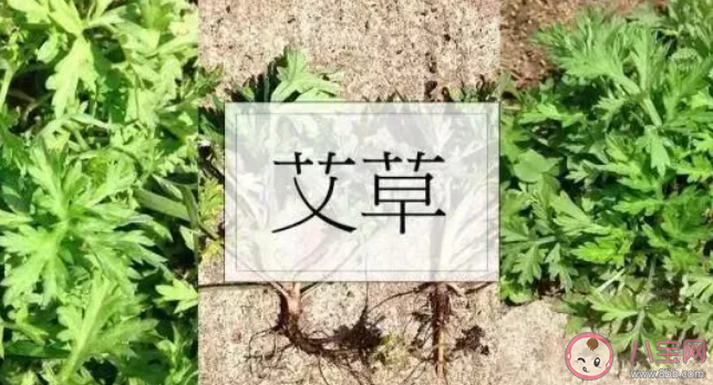 毒五月究竟毒在哪里 ​毒五月要预防哪些疾病