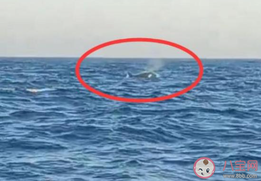 三头巨型海兽浮出辽宁海域 这三头海兽是什么来历