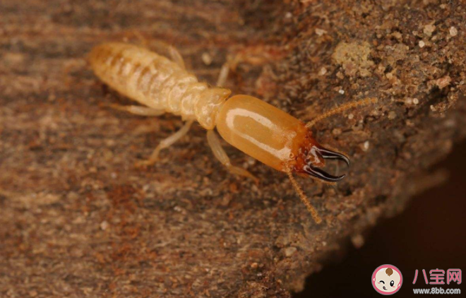 发现家里有白蚁怎么办 怎么预防白蚁带来的危害