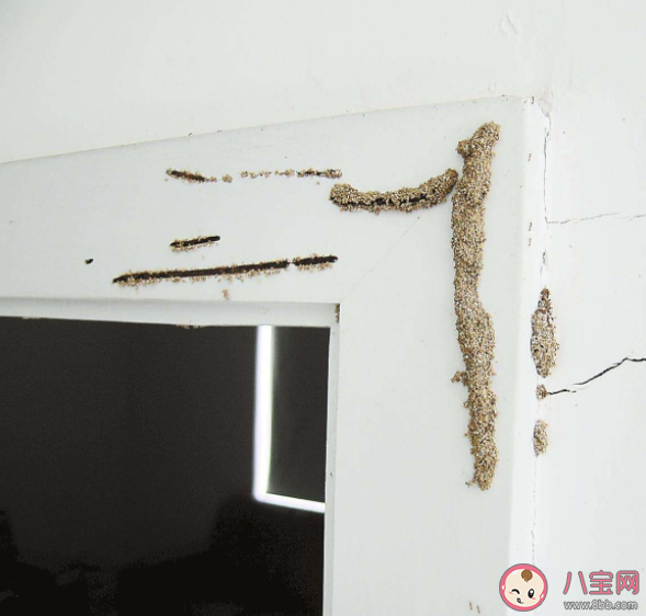 发现家里有白蚁怎么办 怎么预防白蚁带来的危害