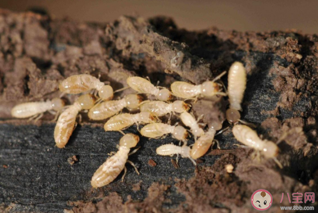 发现家里有白蚁怎么办 怎么预防白蚁带来的危害