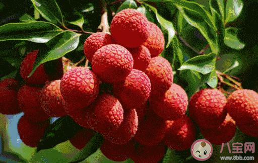 过量食用荔枝易得荔枝病 荔枝应该怎么吃