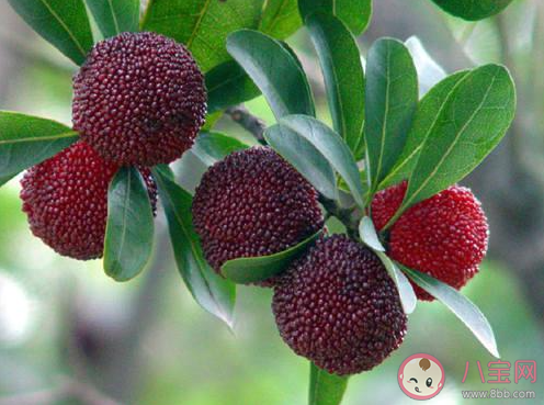 杨梅国外卖10元一颗是真的吗 国外杨梅为什么这么贵