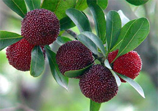 杨梅国外卖10元一颗是真的吗 国外杨梅为什么这么贵