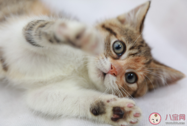 穷养猫和富养猫有什么区别 养一只宠物要花多少钱
