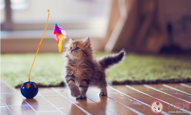 穷养猫和富养猫有什么区别 养一只宠物要花多少钱
