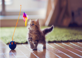 穷养猫和富养猫有什么区别 养一只宠物要花多少钱